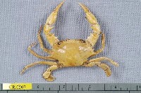 藏品(異齒蟳)的圖片